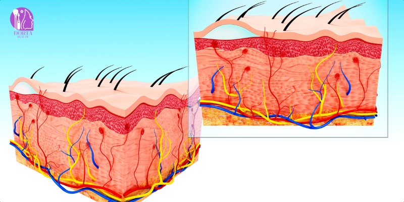 لایه های پوست