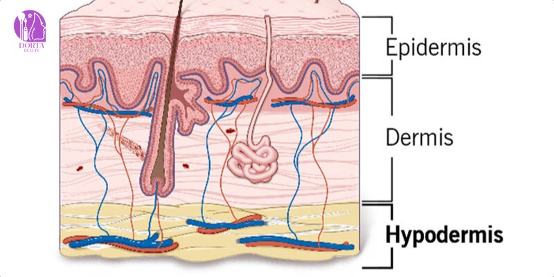 کاربرد لایه هایپودرم پوست